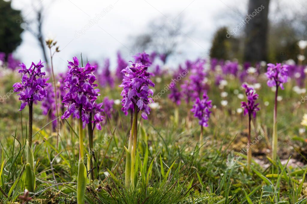 Early Purple Orchids, Orchis mascula, in a bright low angle image from the swedish island Oland
