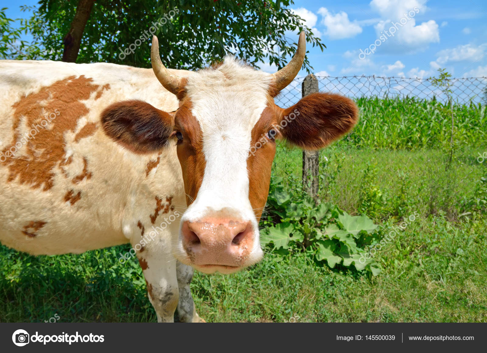https://st3.depositphotos.com/1819486/14550/i/1600/depositphotos_145500039-stock-photo-cow-looks-into-camera.jpg