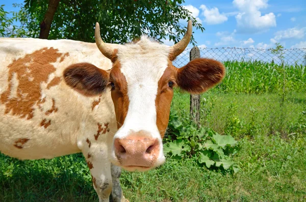 Cow looks into camera — Stock Photo, Image