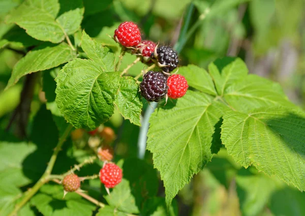 Zavřete BlackBerry bobule mezi listy — Stock fotografie