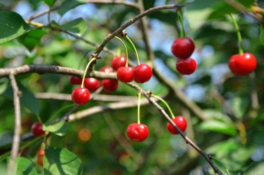 Bir ağaç yaprakları arasında dallar kiraz kırmızı meyveler