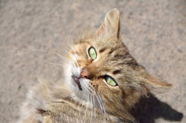 Kedi kameraya bakıyor