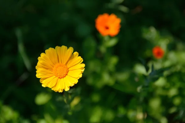 Gele bloem calendula in de zomer — Stockfoto