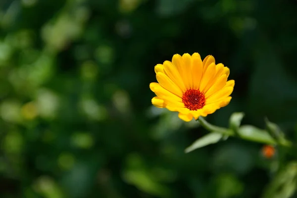 夏に黄色の花のキンセンカ — ストック写真