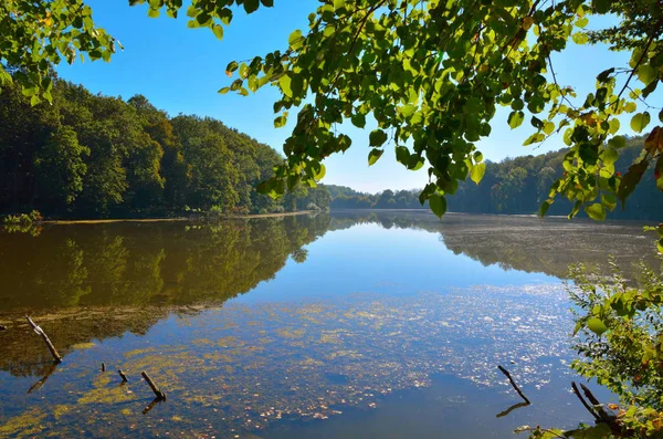 Beautiful view of the lake through the trees — Stock Photo, Image