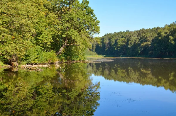 Лісове озеро з відображенням дерев у воді — стокове фото