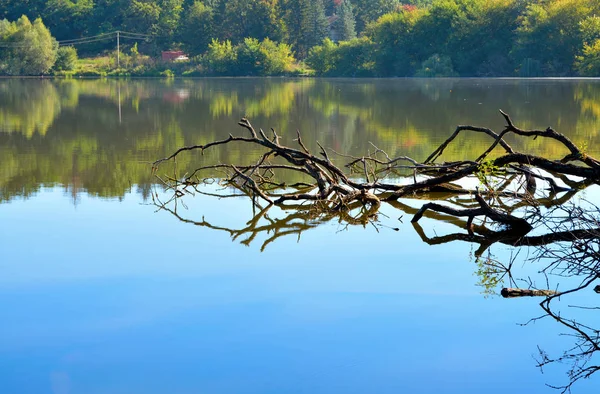 Branches in the water in forest lake — Stock Photo, Image