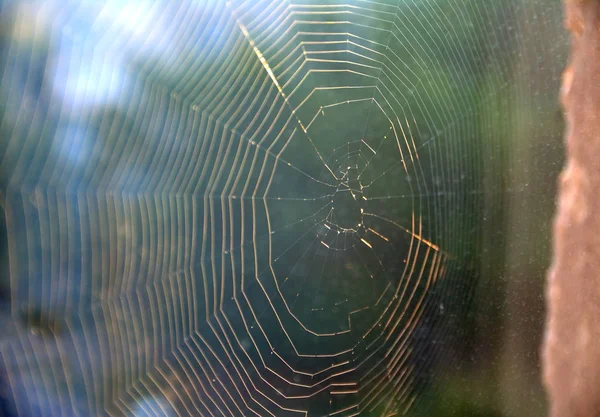 Silhueta de teia de aranha perto da parede — Fotografia de Stock