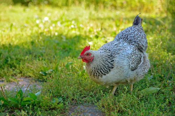 Csirke állt a fűben, és úgy néz ki a kamerát — Stock Fotó