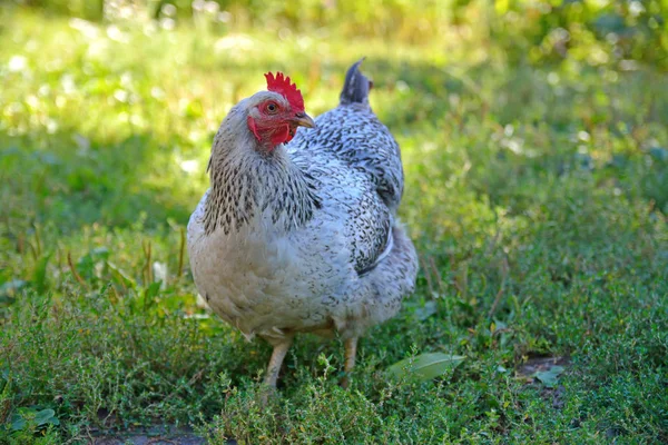 草の上に立って、カメラに見える鶏肉 — ストック写真