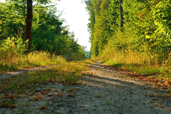 Rich green trees in a summer forest — Stock Photo, Image