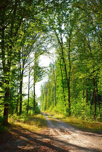 Rich green trees in a summer forest panorama — Stock Photo, Image