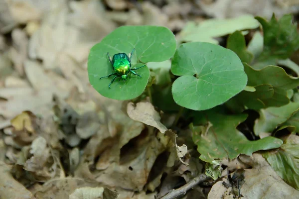 Yaprağın üzerinde yeşil böcek — Stok fotoğraf