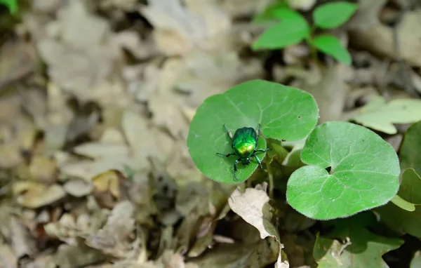 잎 위에 있는 푸른 딱정벌레 — 스톡 사진