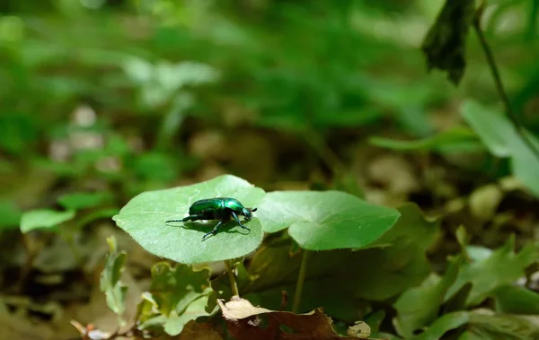 Coléoptère vert sur la feuille — Photo