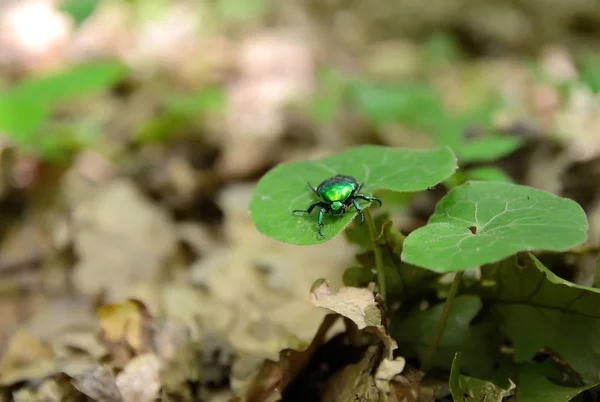 Coléoptère vert sur la feuille — Photo