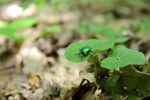 Coléoptère vert sur la feuille — Photo