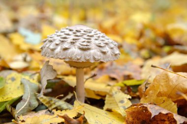 düşen yapraklar arasında sinek agar