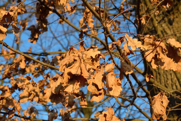 Feuilles de chêne sèches sur les branches — Photo