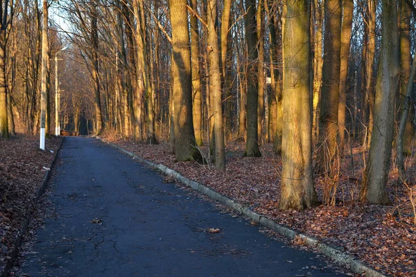 Weg in het herfstbos — Stockfoto