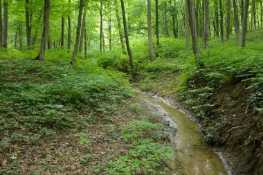 Yaz ormandaki Creek