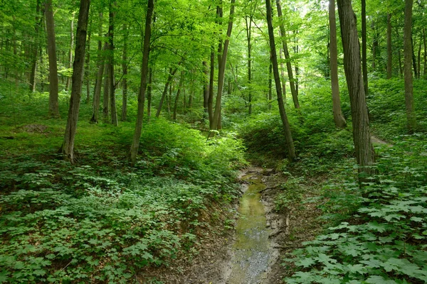 Creek in het forest van de zomer — Stockfoto