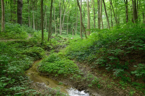 Creek in het forest van de zomer — Stockfoto