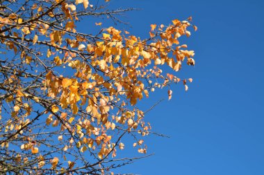 Bir ağaç arka planda gökyüzünün sarı yapraklarda
