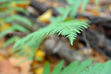 yeşil eğreltiotu yaprakları makro
