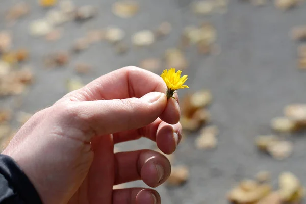 Liten gul blomma i handen — Stockfoto