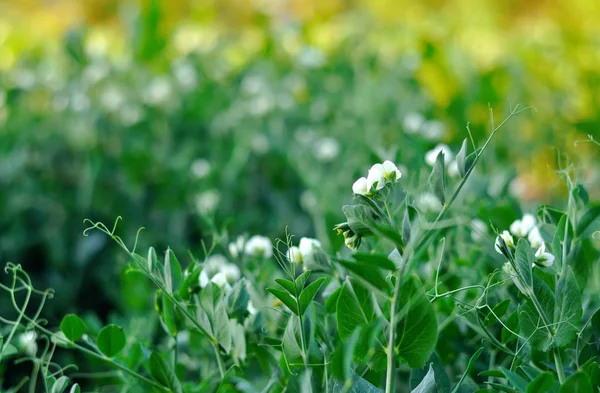 Pea bloemen met groene stengels — Stockfoto