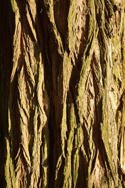 Corteza macro de madera de acacia — Foto de Stock