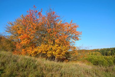 balık sürüsü ile ağaç yaprak