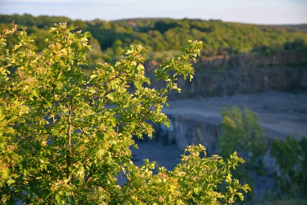 Alberi intorno alla cava — Foto Stock