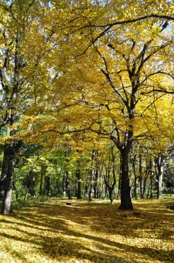 bir ağaç bir sarı yaprak