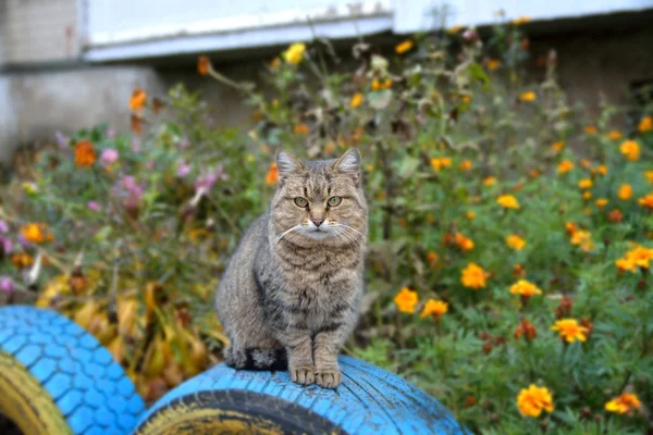 猫坐着看着镜头 — 图库照片