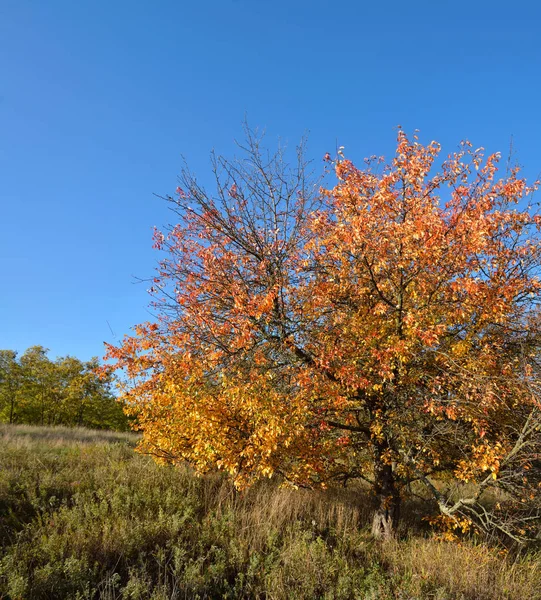 A tree with a yellow leaves — Stock Photo, Image