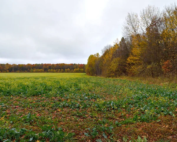 Field near the autumn forest — Stock Photo, Image