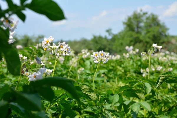 庭の有機ジャガイモの花 — ストック写真