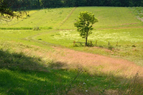 Un árbol en el Valle — Foto de Stock