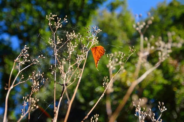 Web üzerinde kuru yaprak — Stok fotoğraf