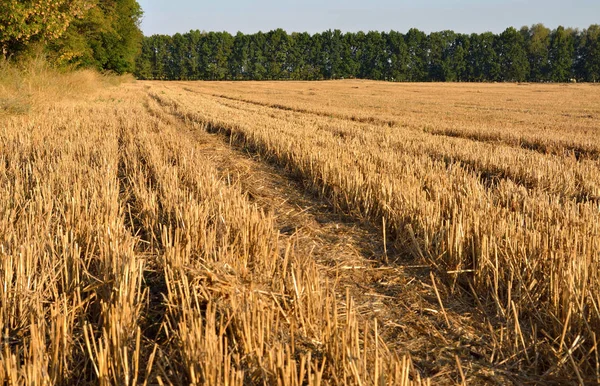 畑に小麦から船尾 — ストック写真
