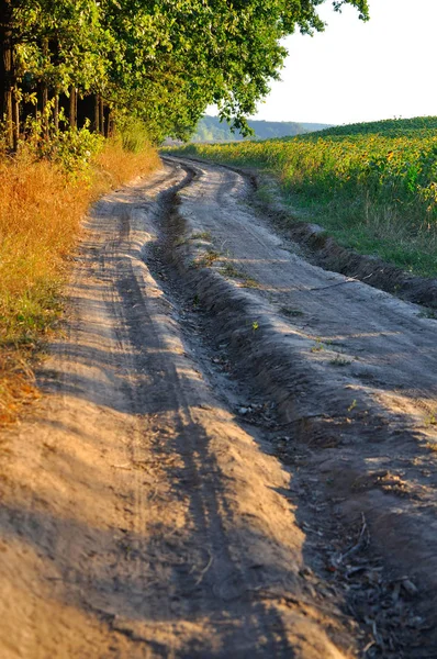 Winding road along the field — Stock Photo, Image