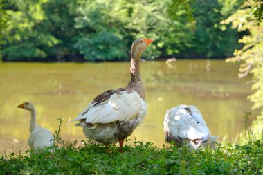 Kaz Gölü kıyısında duruyor