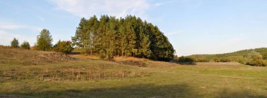 çam ağaçlarının kenar panorama