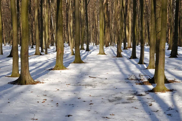 Baumstamm im Winterwald — Stockfoto