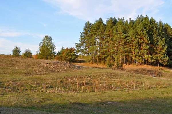 Kiefern am Waldrand — Stockfoto