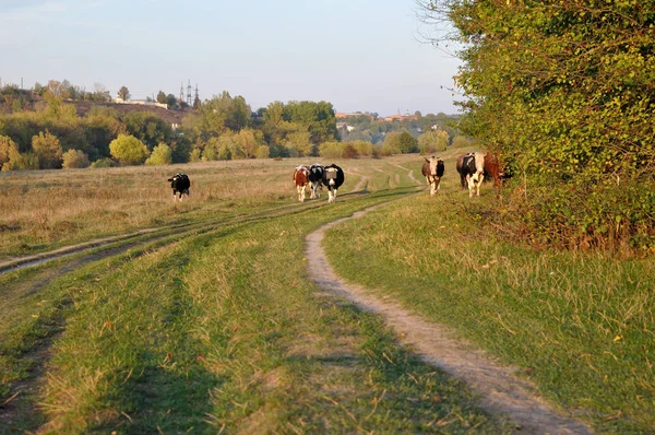 Cows go to the field — Stock Photo, Image