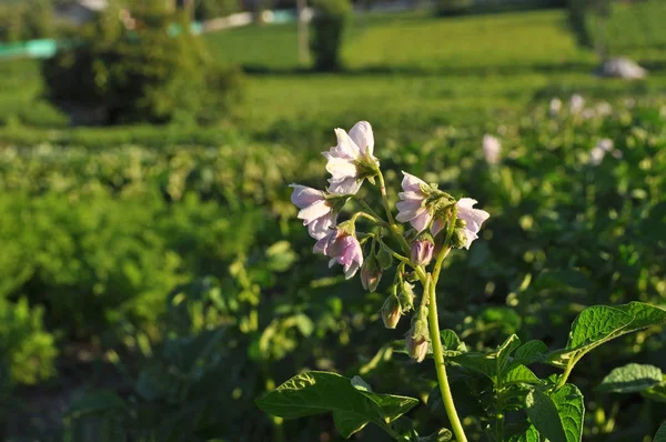 Organicznych ziemniaków kwiaty w ogrodzie — Zdjęcie stockowe