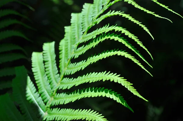 Foglie di felce verde macro — Foto Stock